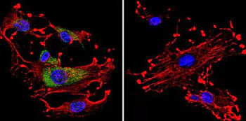Immunocytochemistry/ Immunofluorescence - Anti-CDC42 antibody (AB155940)