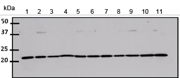 Western blot - Anti-CDC42 antibody (AB155940)