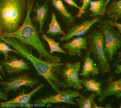Immunocytochemistry/ Immunofluorescence - Anti-CDC42 antibody (AB64533)