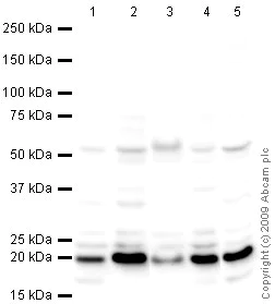 Western blot - Anti-CDC42 antibody (AB64533)