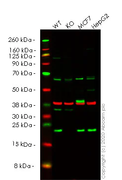 Western blot - Anti-CDC42 antibody (AB64533)