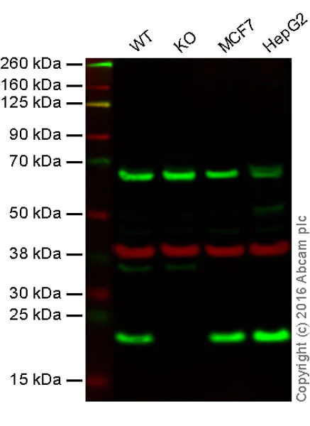 Western blot - Anti-CDC42 antibody (AB64533)