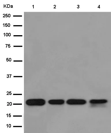 Western blot - Anti-CDC42 antibody [EPR15620] (AB187643)
