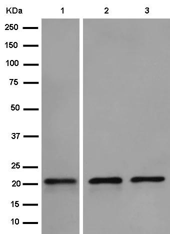 Western blot - Anti-CDC42 antibody [EPR15620] (AB187643)