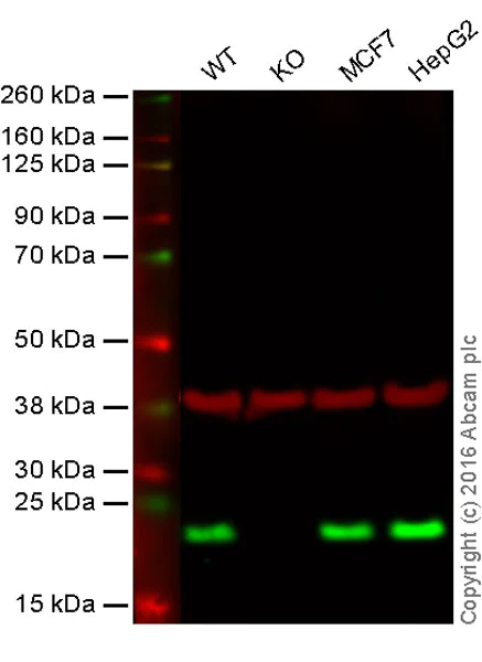 Western blot - Anti-CDC42 antibody [EPR15620] (AB187643)