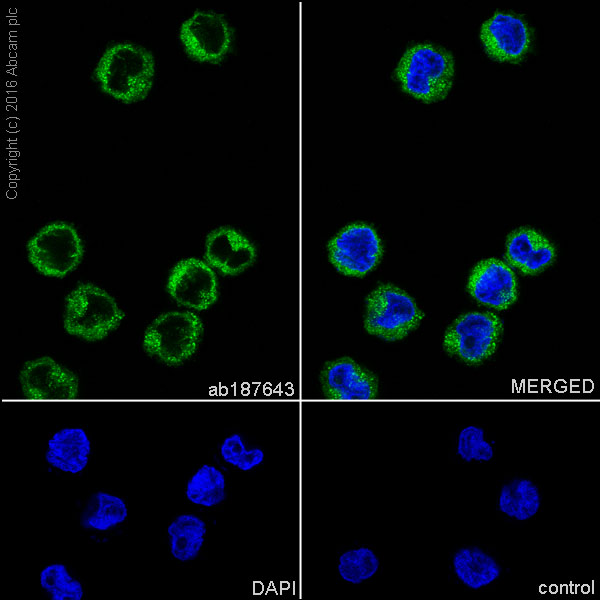 Immunocytochemistry/ Immunofluorescence - Anti-CDC42 antibody [EPR15620] - BSA and Azide free (AB271953), expandable thumbnail