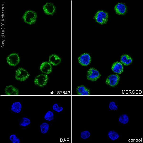 Immunocytochemistry/ Immunofluorescence - Anti-CDC42 antibody [EPR15620] - BSA and Azide free (AB271953)