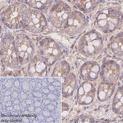 Immunohistochemistry (Formalin/PFA-fixed paraffin-embedded sections) - Anti-CDC42 antibody [EPR15620] - BSA and Azide free (AB271953)