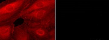 Immunocytochemistry/ Immunofluorescence - Anti-CDC42 antibody [M430] (AB202280), expandable thumbnail