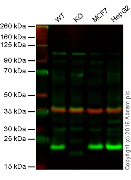 Western blot - Anti-CDC42 antibody [M430] (AB202280)