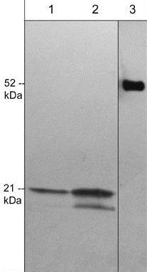 Western blot - Anti-CDC42 antibody [M430] (AB202280), expandable thumbnail