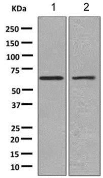Western blot - Anti-CDC42EP1 antibody [EPR10129(B)] (AB151747)