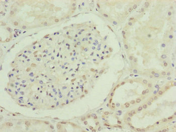 Immunohistochemistry (Formalin/PFA-fixed paraffin-embedded sections) - Anti-CDC45L antibody (AB230178)