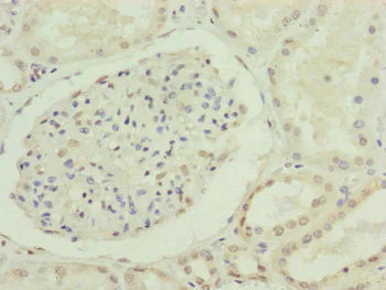 Immunohistochemistry (Formalin/PFA-fixed paraffin-embedded sections) - Anti-CDC45L antibody (AB230178)