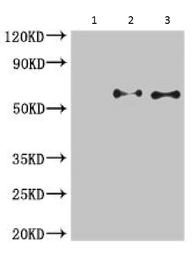 Immunoprecipitation - Anti-CDC45L antibody (AB230178)