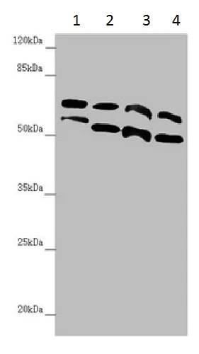 Western blot - Anti-CDC45L antibody (AB230178)