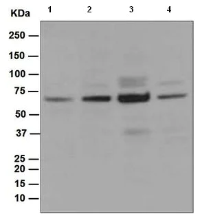 Western blot - Anti-CDC45L antibody [EPR5758] (AB108350)