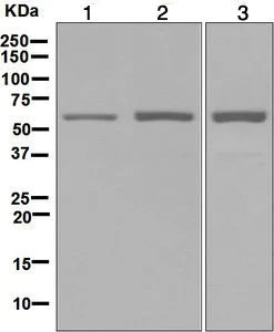 Western blot - Anti-CDC45L antibody [EPR5759] (AB126762)