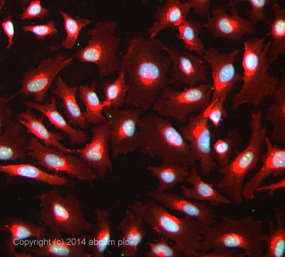 Immunocytochemistry/ Immunofluorescence - Anti-CDC45L antibody [EPR5759] - BSA and Azide free (AB240032)