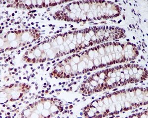 Immunohistochemistry (Formalin/PFA-fixed paraffin-embedded sections) - Anti-CDC45L antibody [EPR5759] - BSA and Azide free (AB240032), expandable thumbnail