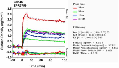 OI-RD Scanning - Anti-CDC45L antibody [EPR5759] - BSA and Azide free (AB240032), expandable thumbnail