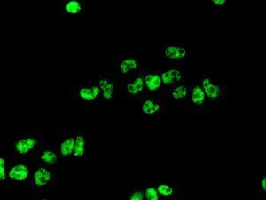 Immunocytochemistry/ Immunofluorescence - Anti-CDC5L antibody [EPR7658] (AB129114)