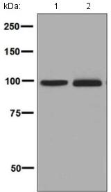 Western blot - Anti-CDC5L antibody [EPR7658] (AB129114), expandable thumbnail