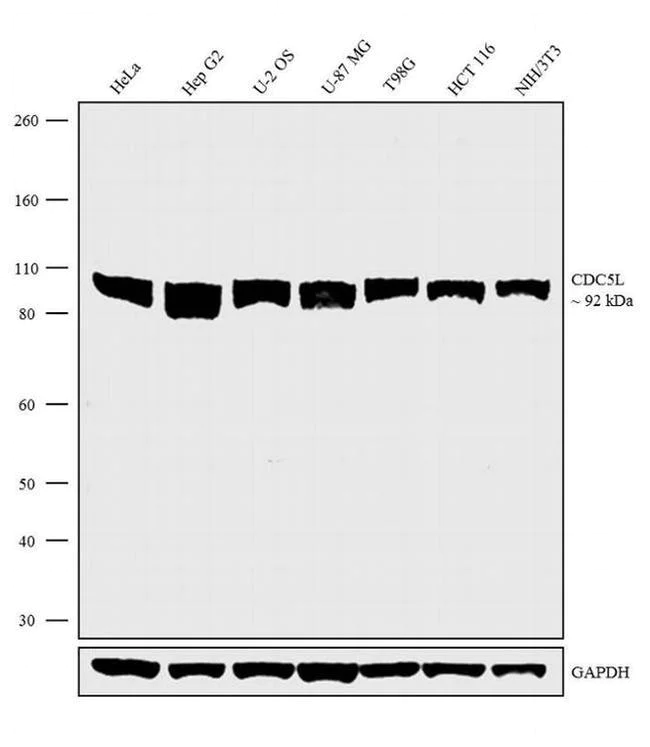 Western blot - Anti-CDC5L antibody [RP23040246] (AB308127)
