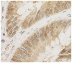 Immunohistochemistry (Formalin/PFA-fixed paraffin-embedded sections) - Anti-Cdc6 antibody (AB125195)