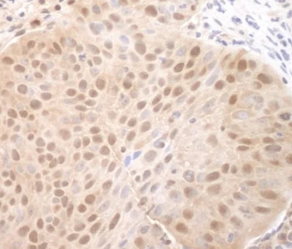 Immunohistochemistry (Formalin/PFA-fixed paraffin-embedded sections) - Anti-Cdc6 antibody (AB245446)
