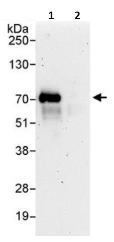Immunoprecipitation - Anti-Cdc6 antibody (AB245447)