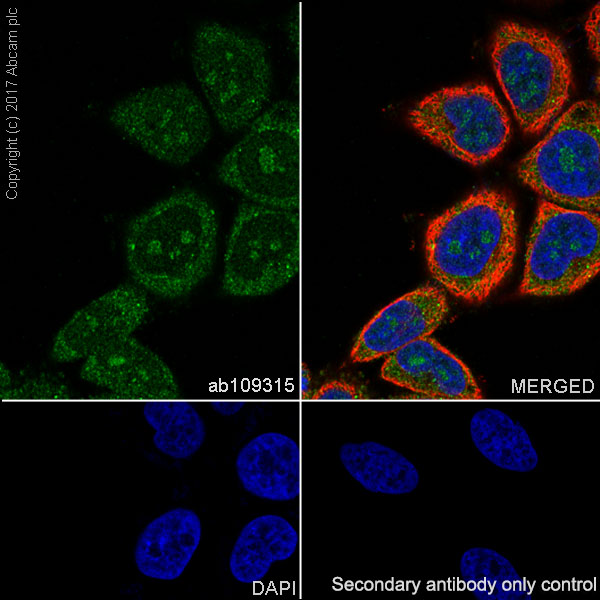 Immunocytochemistry/ Immunofluorescence - Anti-Cdc6 antibody [EPR714(2)] (AB109315), expandable thumbnail