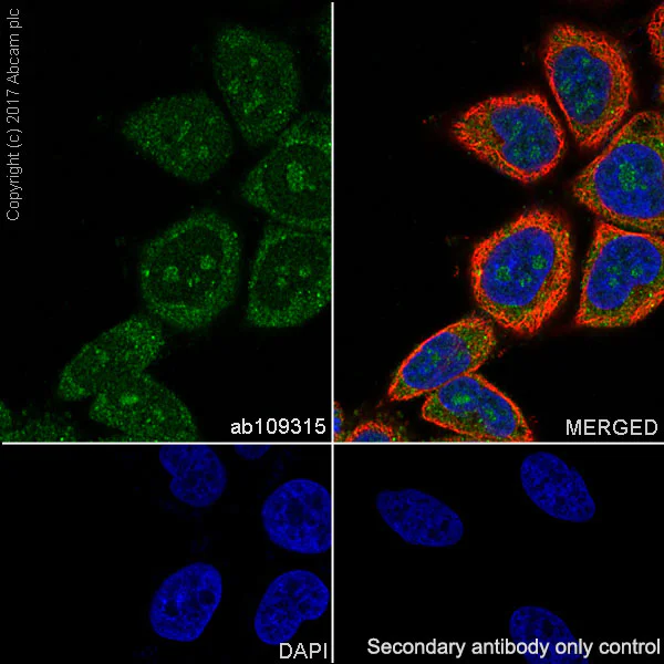 Immunocytochemistry/ Immunofluorescence - Anti-Cdc6 antibody [EPR714(2)] (AB109315)