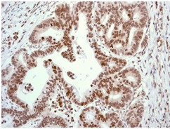 Immunohistochemistry (Formalin/PFA-fixed paraffin-embedded sections) - Anti-Cdc6 antibody [EPR714(2)] (AB109315), expandable thumbnail
