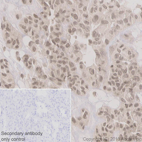 Immunohistochemistry (Formalin/PFA-fixed paraffin-embedded sections) - Anti-Cdc6 antibody [EPR714(2)] (AB109315)