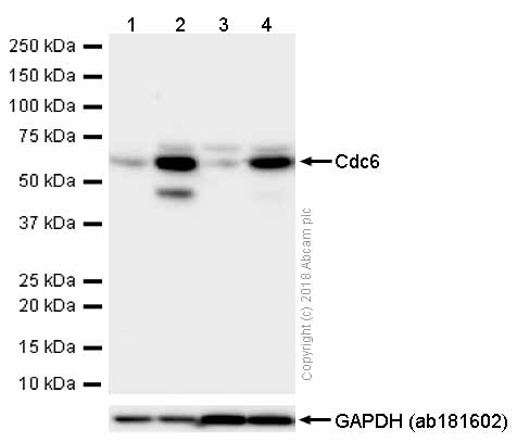 Western blot - Anti-Cdc6 antibody [EPR714(2)] (AB109315), expandable thumbnail