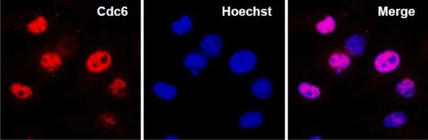 Immunocytochemistry/ Immunofluorescence - Anti-Cdc6 antibody - N-terminal (AB188423)