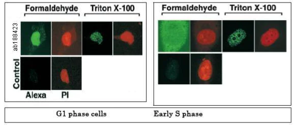 Immunocytochemistry/ Immunofluorescence - Anti-Cdc6 antibody - N-terminal (AB188423)