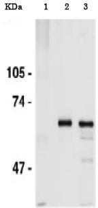 Immunoprecipitation - Anti-Cdc6 antibody - N-terminal (AB188423), expandable thumbnail