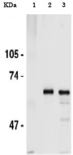 Immunoprecipitation - Anti-Cdc6 antibody - N-terminal (AB188423)