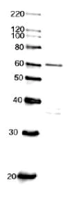 Western blot - Anti-Cdc6 antibody - N-terminal (AB188423)