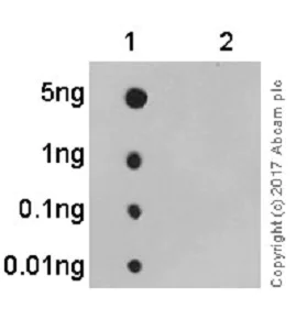 Dot Blot - Anti-Cdc6 (phospho S54) antibody [EPR759Y] (AB75809)