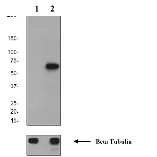 Western blot - Anti-Cdc6 (phospho S54) antibody [EPR759Y] (AB75809)