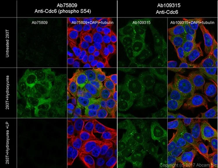 Cdc6(磷酸化S54)抗体[EPR759Y] - BSA and Azide free (ab247402)| Abcam中文官网