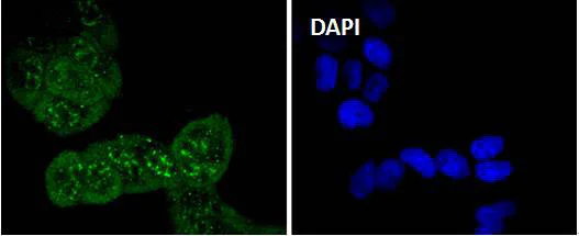 Immunocytochemistry/ Immunofluorescence - Anti-Cdc6 (phospho S54) antibody [SD08-47] (AB326633)