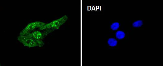 Immunocytochemistry/ Immunofluorescence - Anti-Cdc6 (phospho S54) antibody [SD08-47] (AB326633)