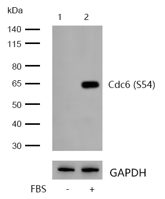Western blot - Anti-Cdc6 (phospho S54) antibody [SD08-47] (AB326633)