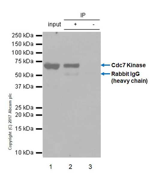 Immunoprecipitation - Anti-CDC7 antibody [EPR20337] - BSA and Azide free (AB251585)