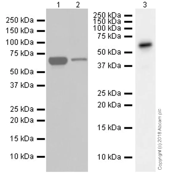 Western blot - Anti-CDC7 antibody [EPR20337] - BSA and Azide free (AB251585)