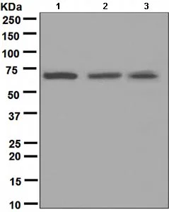 Western blot - Anti-CDC7 antibody [EPR4730] - BSA and Azide free (AB247634)